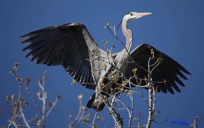 Great Blue Heron - Cathy Cox